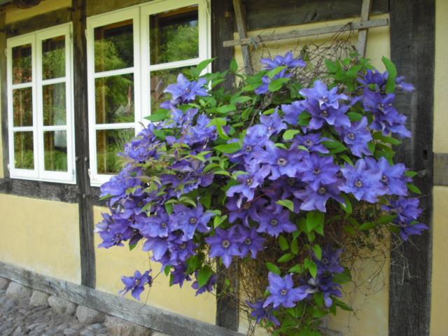 Appartement Landhaus Kiesow à Suderburg Extérieur photo